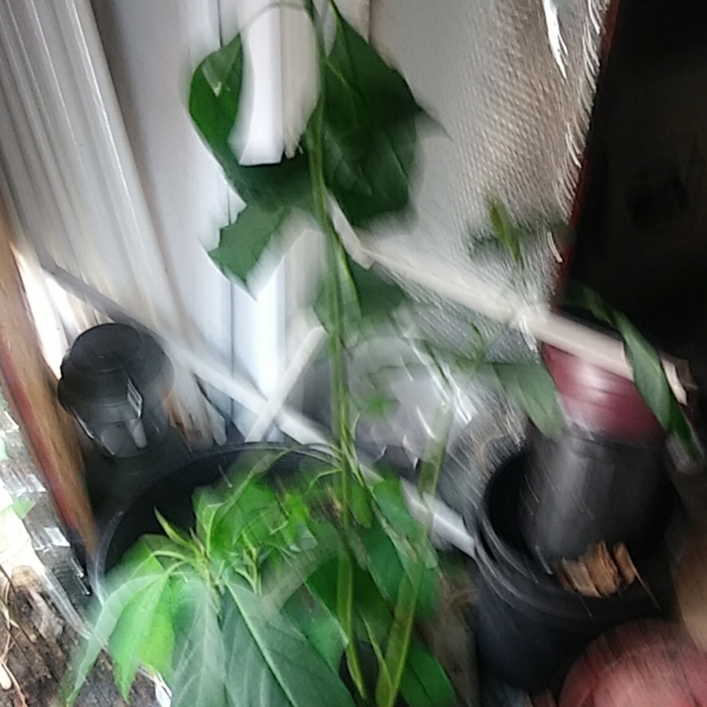 Plants